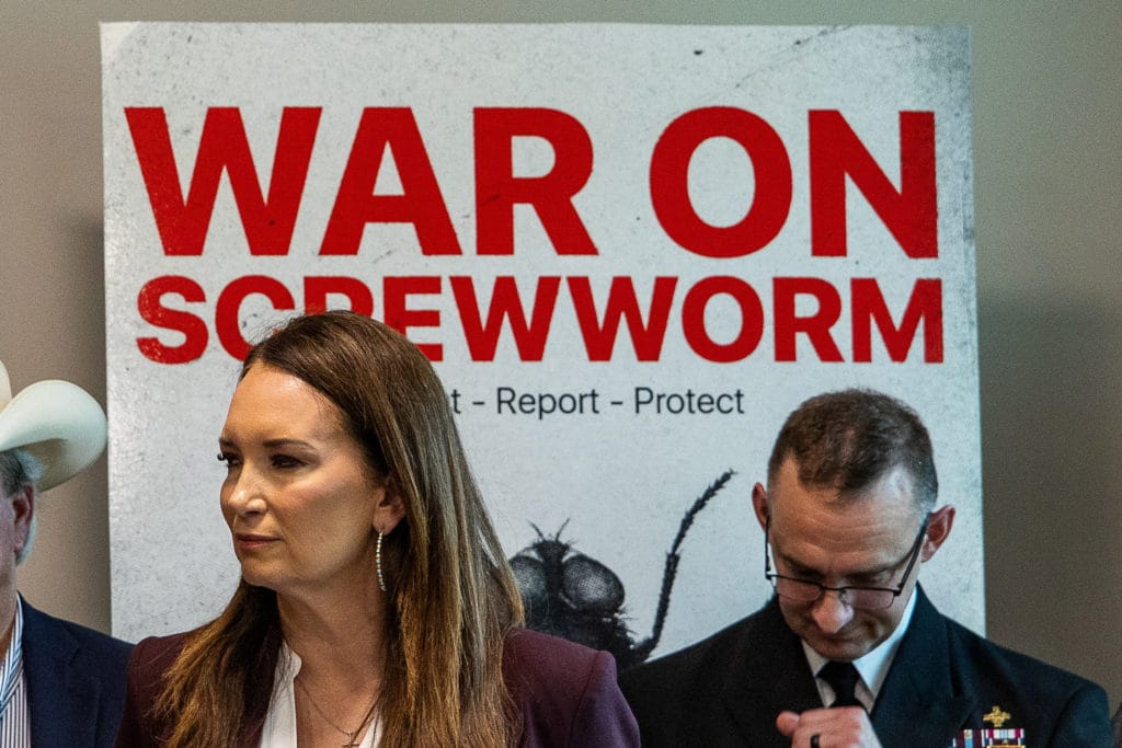 Political blame game follows as screwworm parasite threatens cattle in Texas